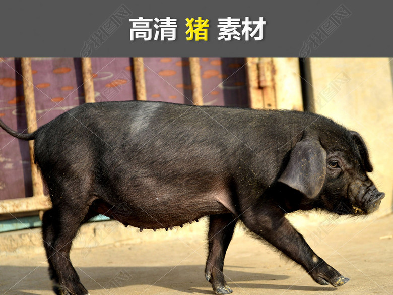 猪肉农场农庄白猪农家猪农家乐黑猪乡村特产图