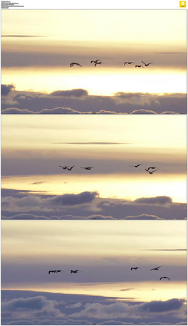 南飞的大雁简谱_远飞的大雁