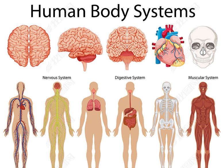 医学人体结构内脏肌肉矢量插图素材图片下载e