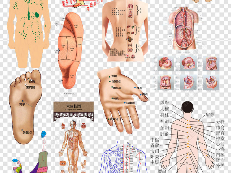 人体经络穴位图png素材图片下载png素材-中国