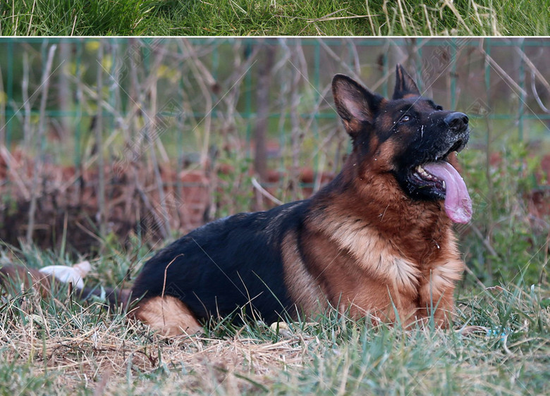 警犬军犬狼狗宠物狗德国牧羊犬狩猎犬素材图片