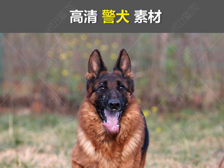 警犬军犬狼狗宠物狗德国牧羊犬雪橇犬黑熊犬图