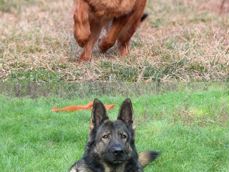 警犬军犬狼狗宠物狗德国牧羊犬雪橇犬黑熊犬图