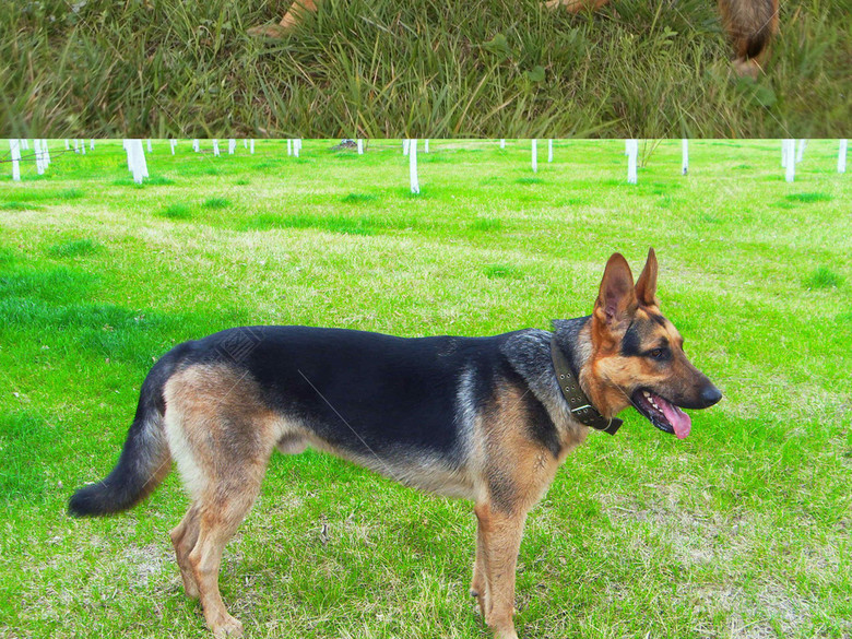 警犬军犬狼狗宠物狗德国牧羊犬狩猎犬动物图片