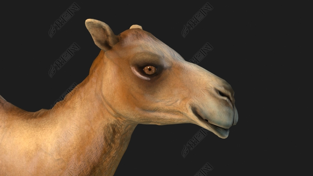 影视级骆驼带动画骆驼全套动画