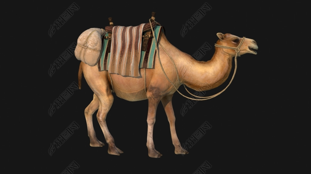 影视级骆驼带动画骆驼全套动画