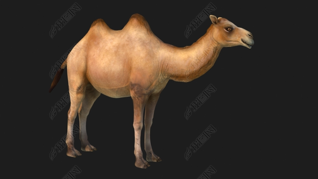 影视级骆驼带动画骆驼全套动画