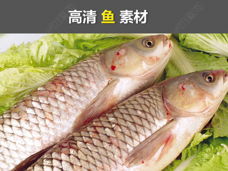 鲫鱼罗非鱼茂名特产水产养殖鱼塘大头鱼草鱼图