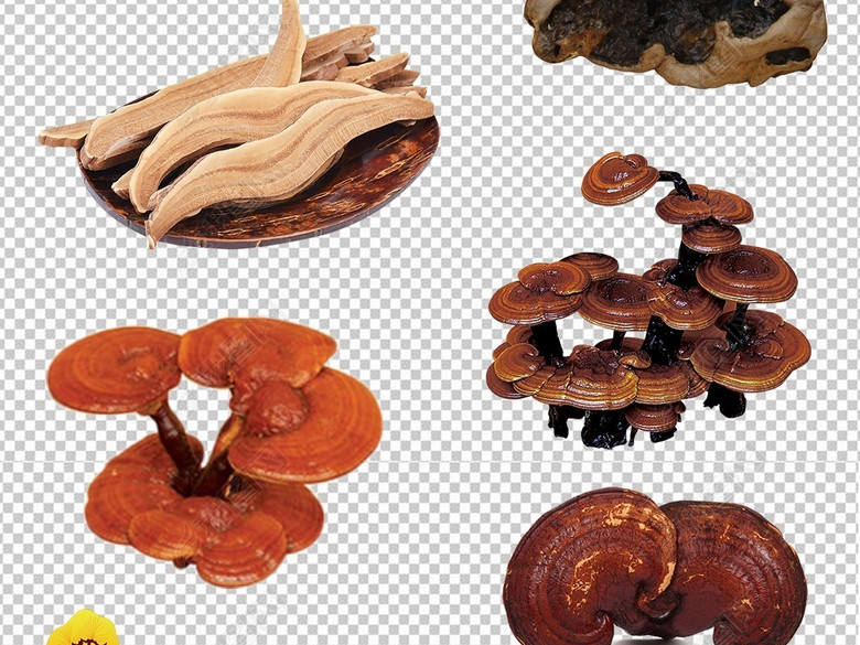 多款灵芝中药图片海报PNG素材图片下载psd素材-其他-我图网