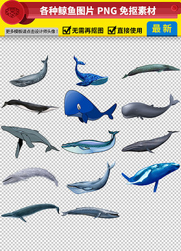 鲸鱼的种类图解 264x366a0a0