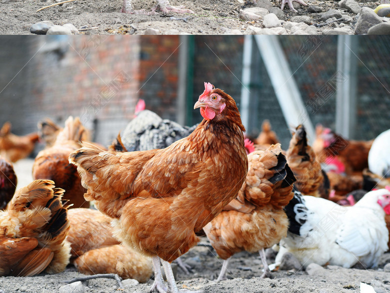 京东跑步鸡农家乐土家鸡母鸡公鸡鸭子农家鸡图