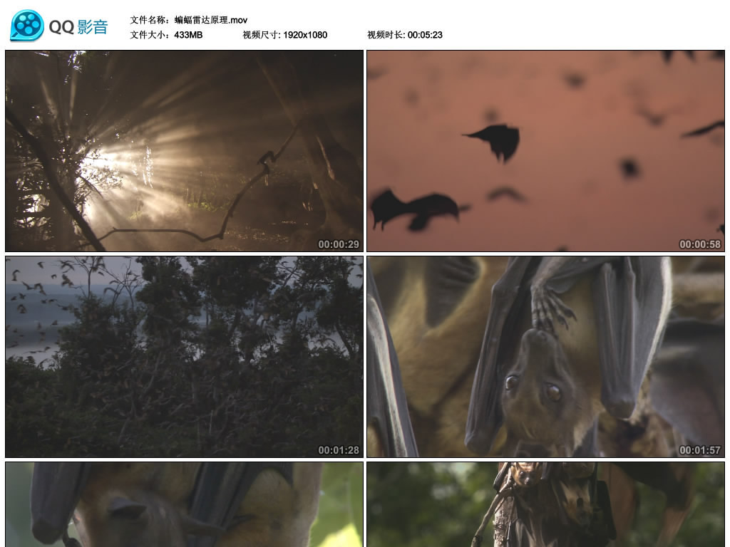照片照鬼魂什么原理_鬼魂(2)