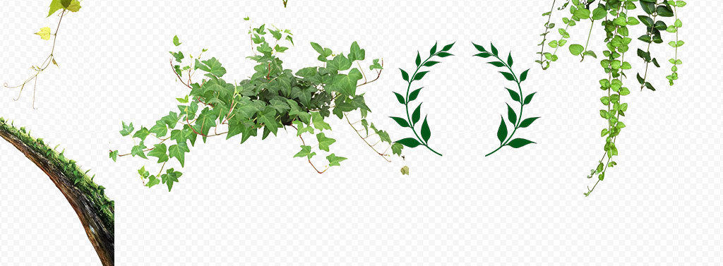绿色树藤树叶花藤藤蔓图片素材