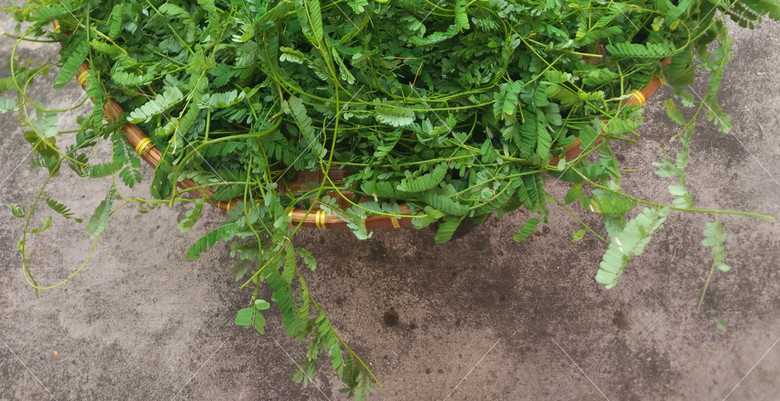 鸡骨草图谱猪横利汤老火靓汤中药材板蓝根图图片下载素材-其他-我图网