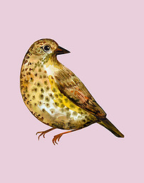 小鸟图片大全高清图 202x257a0a0