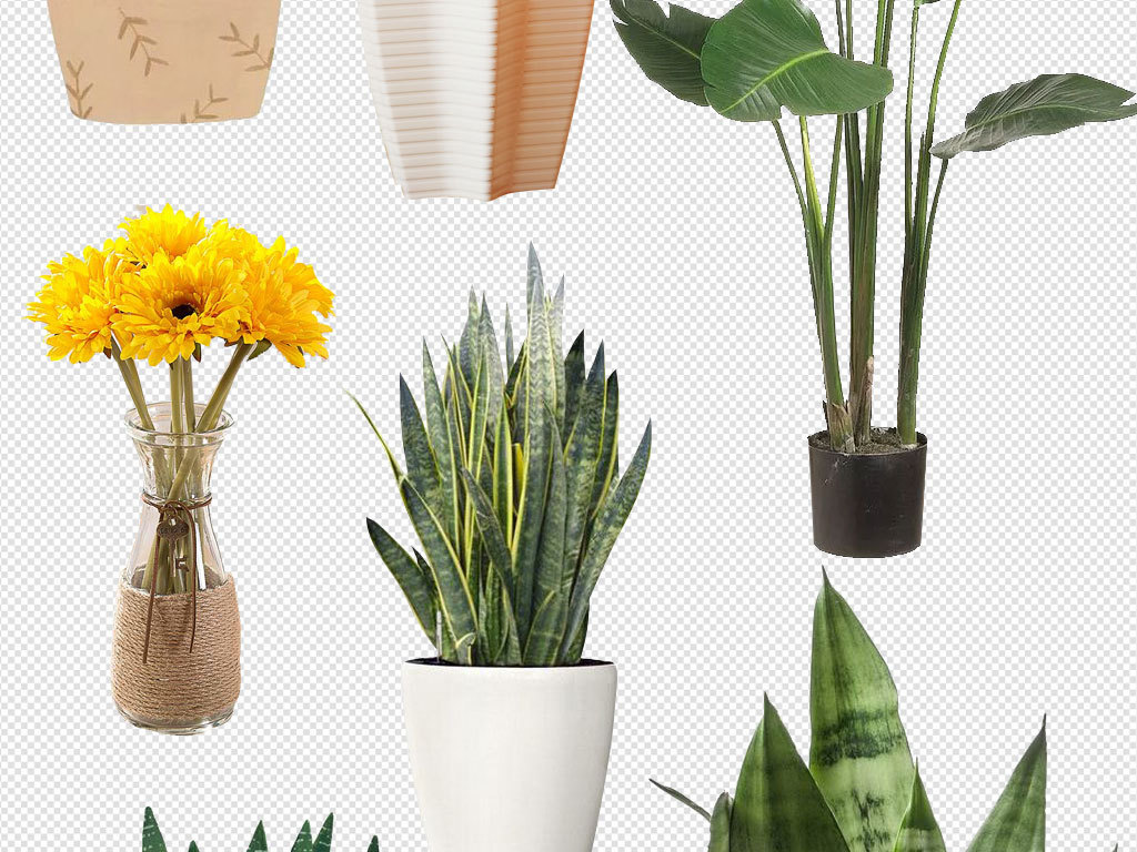 盆栽植物大全及名称图片 17455021-a14a0b278cbf951ec8800abea1bccfb5-1.jpg