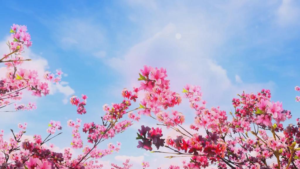 在那桃花盛开的地方完整歌曲成品