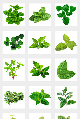 绿叶子的小说作品 270x400a0a0