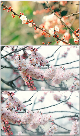 冬梅简谱_冬梅花图片