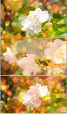 好一朵美丽的茉莉花笛子曲谱_好一朵茉莉花笛子简谱(2)