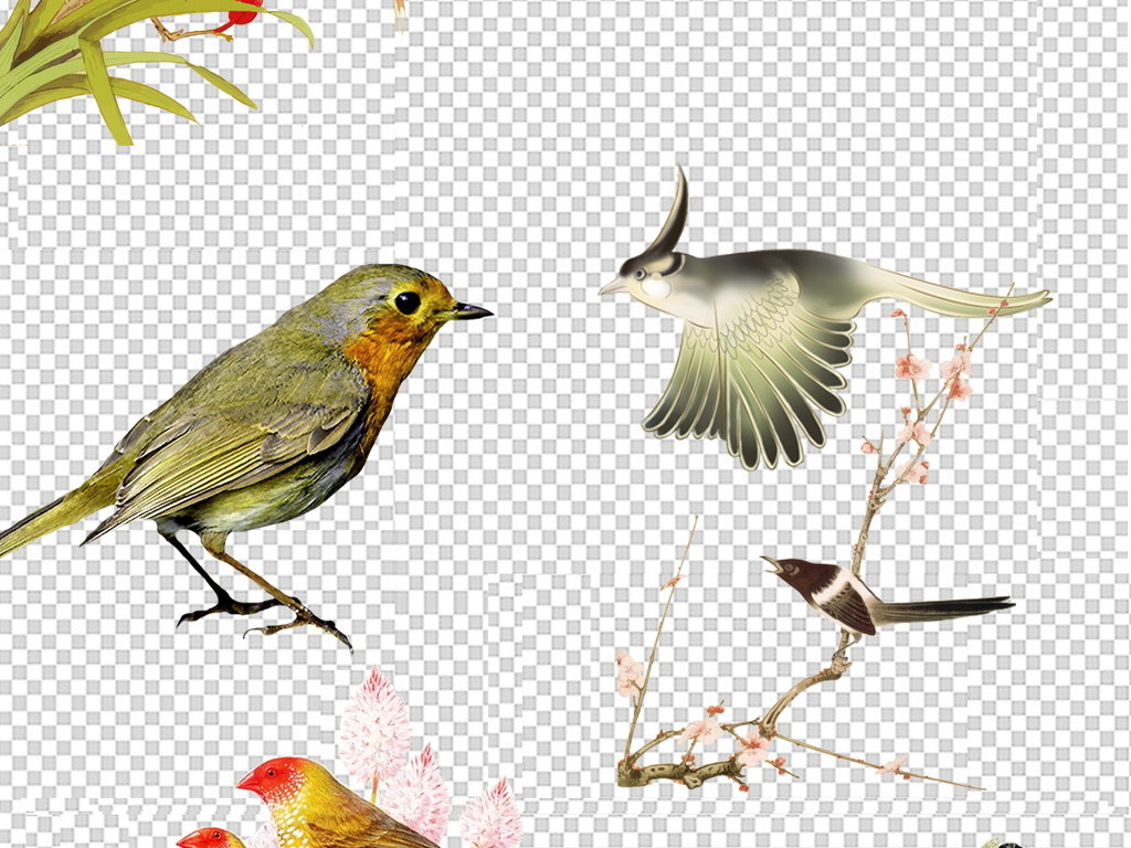 小鸟图片大全高清图 17601970-70a395f51de7e54ae451ae764953dc8d-7.jpg