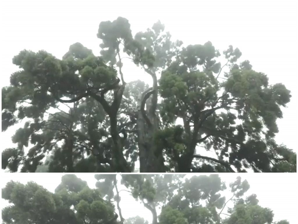 什么繁叶茂成语_花繁叶茂(4)