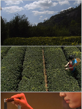 御茶园老总_重庆茶园观山御景