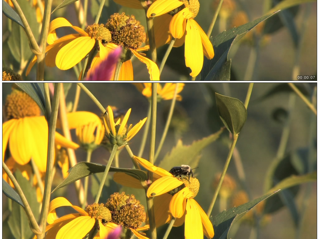 蜜蜂正在采花的视频 17704894-b681f0962275757223134d839d685de3-2.jpg