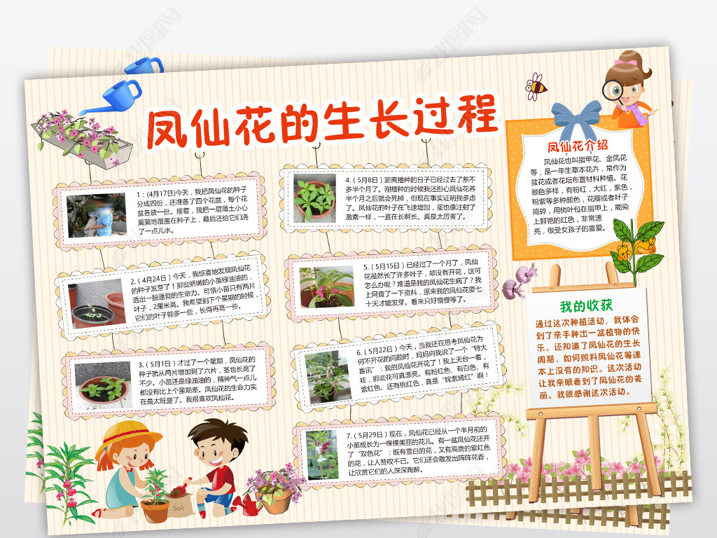 原创凤仙花生长记小报植物观察手抄报电子小报版权可商用