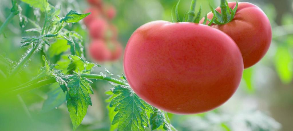 番茄生长过程图片大全 17761293-e297d3697222595ffce72ff6c3b28f44.jpg