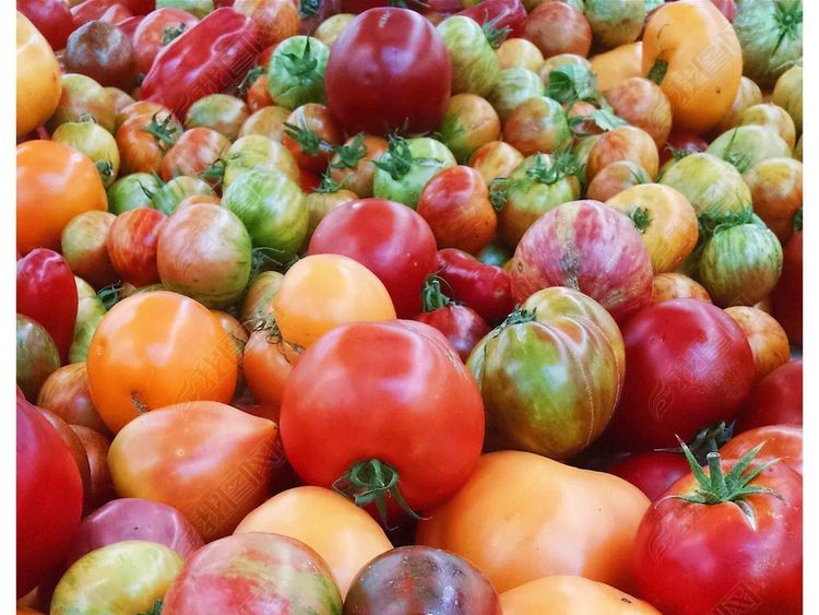 番茄圣女果西红柿果蔬绿色食品养生减肥营养摄