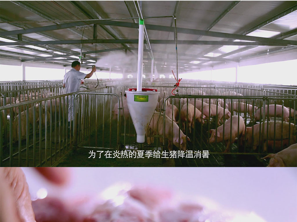 精品农业养猪养殖喂猪视频素材