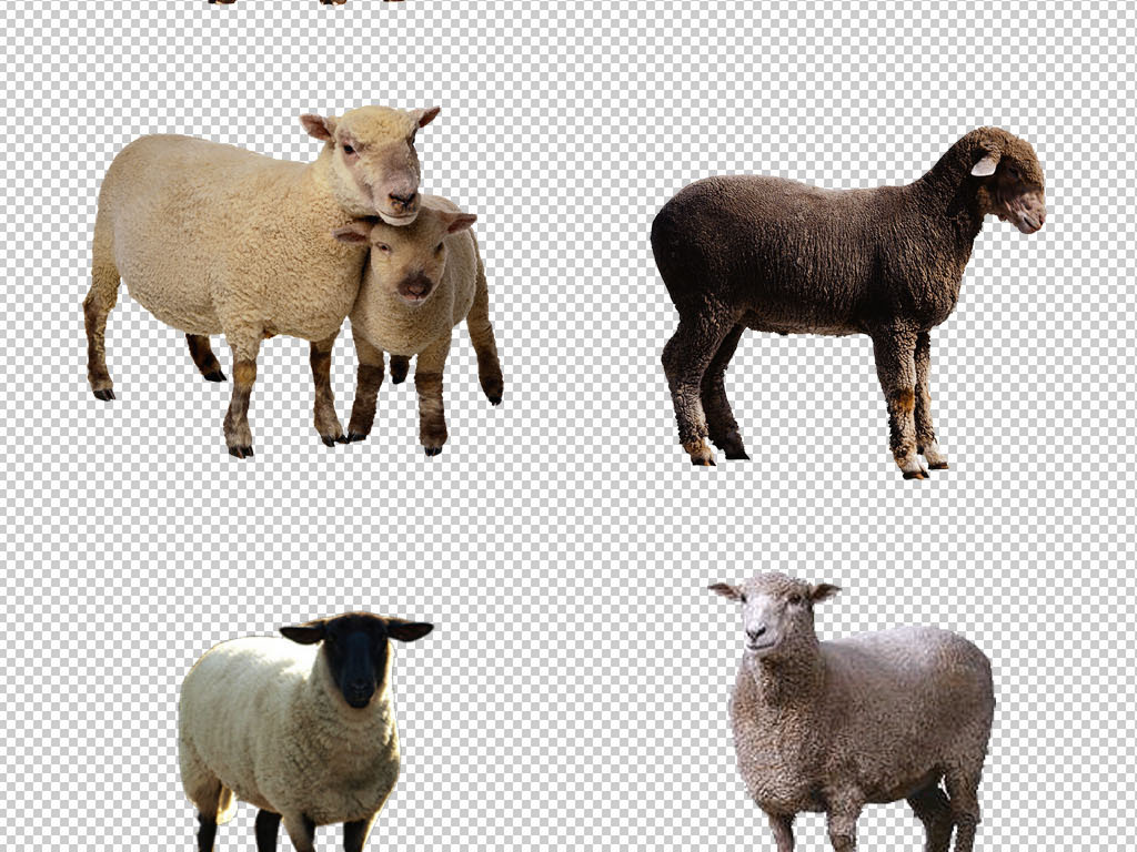 羊b高清图