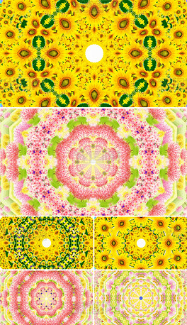 祖国的花朵简谱_我们是祖国的花朵简谱(3)