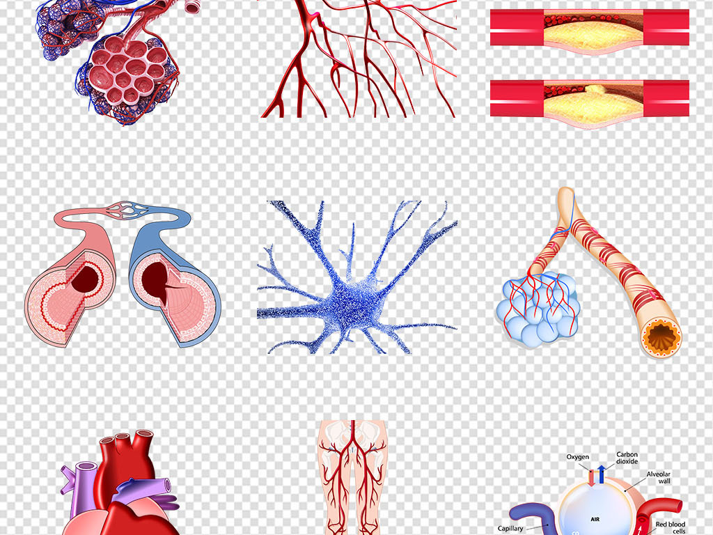 人体血管细胞血管红细胞血管硬化PNG素材
