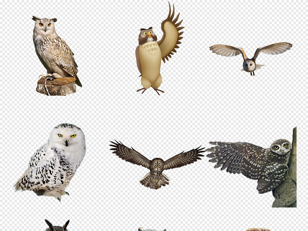 可爱猫头鹰头像手绘卡通猫头鹰动物背景PNG