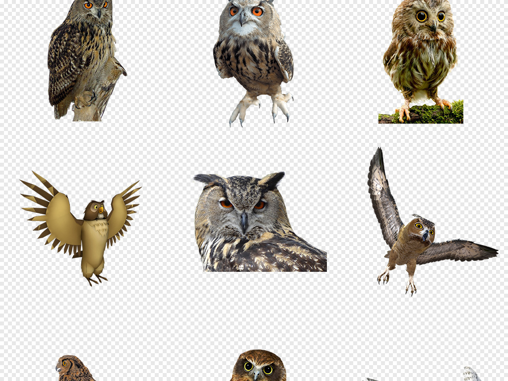 可爱猫头鹰头像手绘卡通猫头鹰动物背景PNG