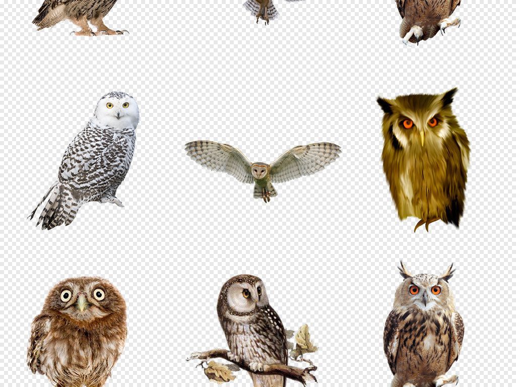 可爱猫头鹰头像手绘卡通猫头鹰动物背景PNG