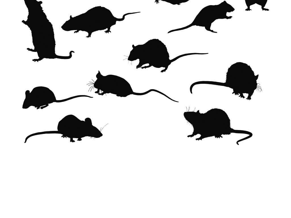 老鼠矢量素材mouse小老鼠米老鼠抓老鼠