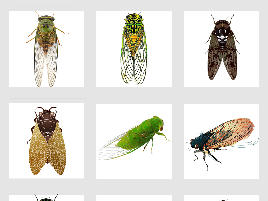 猜知了手成语_知了简笔画(2)