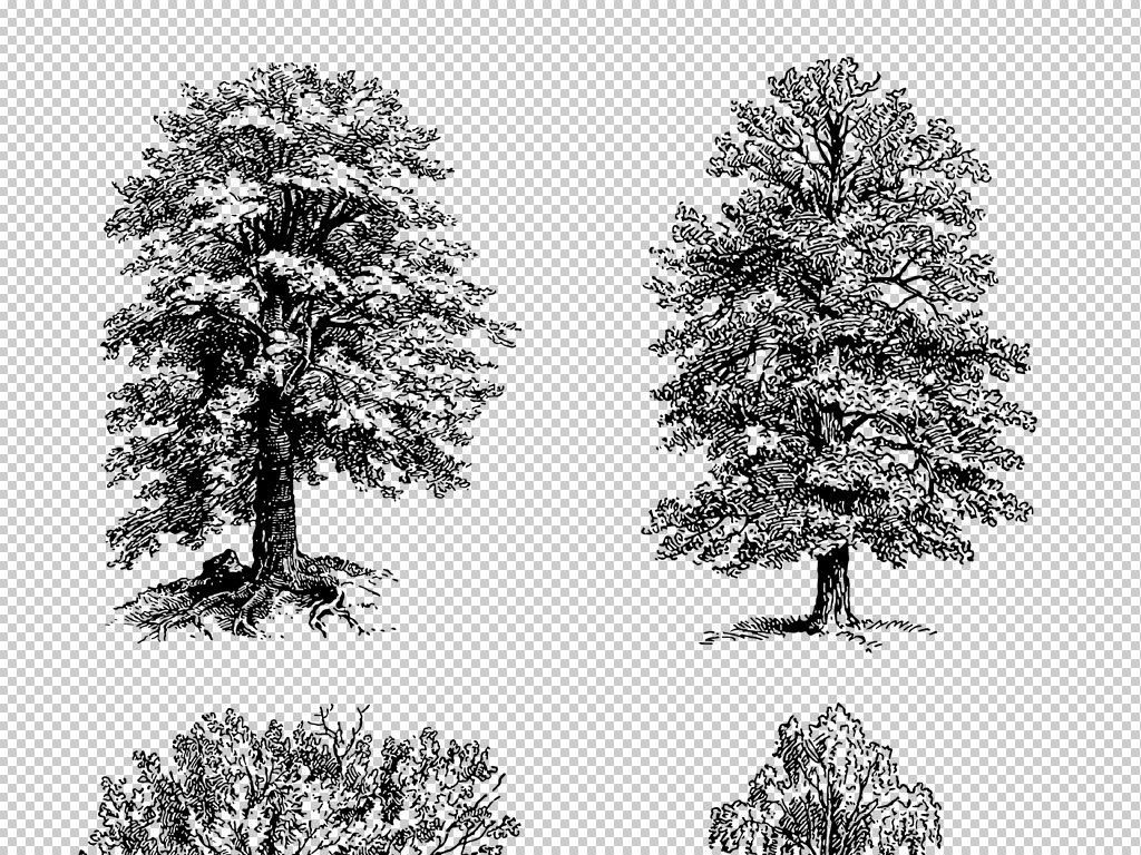 手绘线描素描茂盛树木园林景观PNG素材