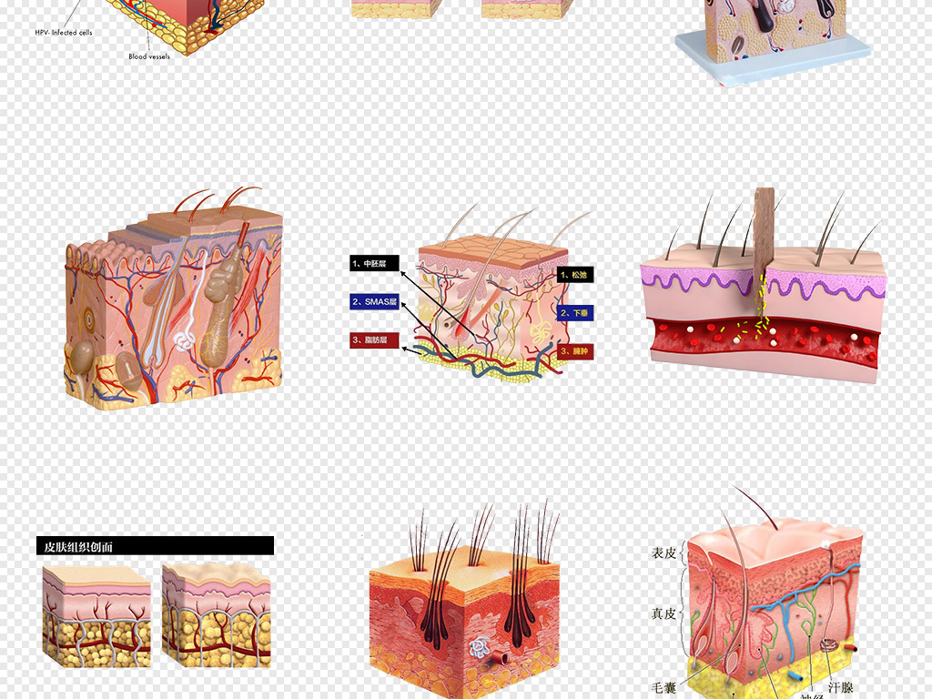 皮肤层结构细胞组织护肤品保养PNG素材