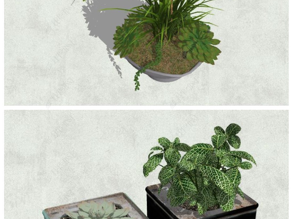 盆栽植物室内大型多肉 jpg