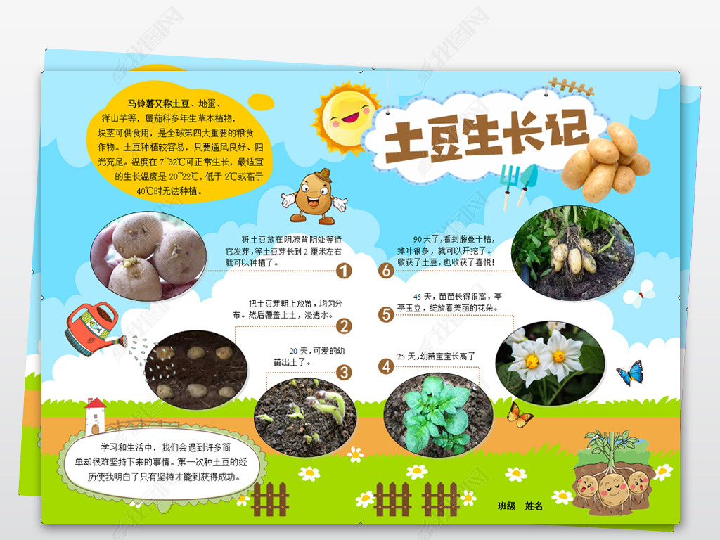 word模板电子小报植物土豆生长记