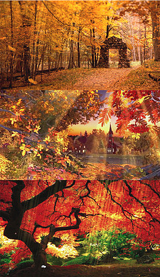 金色秋天的视频 230x399a0a0