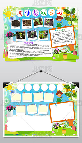 原创凤仙花生长记小报植物生长观察手抄报小报