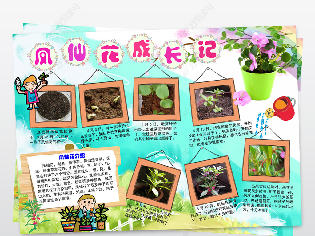 原创凤仙花生长记小报凤仙花word手抄报小报版权可商用