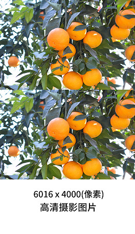 爱媛38号果冻柑桔橘橙子果园实拍摄影图片