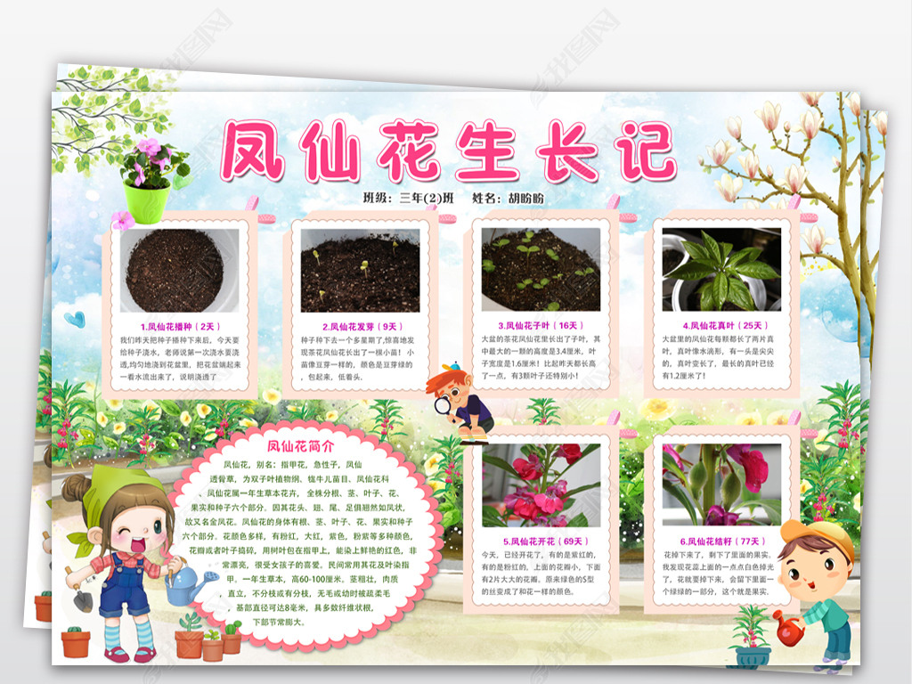 原创凤仙花生长记小报植物观察手抄报电子小报版权可商用
