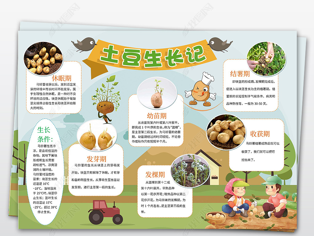 原创word电子小报植物观察土豆生长记小报版权可商用